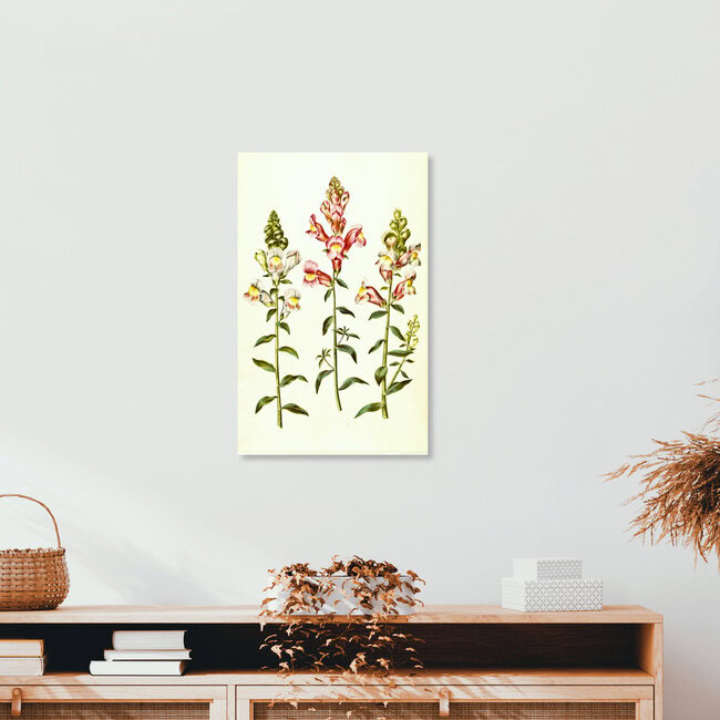 'Vintage illustration of Antirrhinum majus' – Wall Art by Vintage Nature Graphics as Poster or Acrylic Glass Print