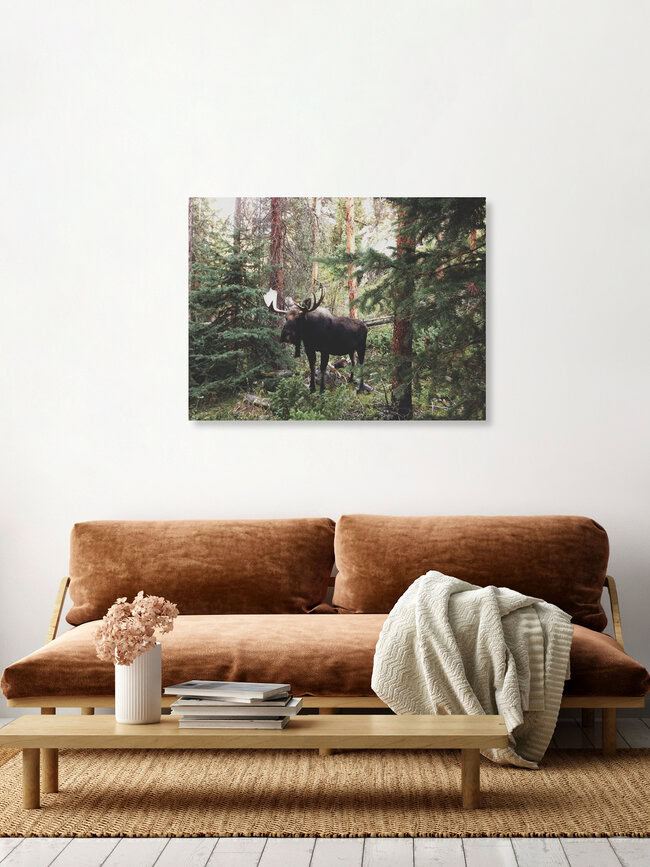 Modest Moose, United States – wall art by Kevin Russ as Poster or Acrylic Glass Print