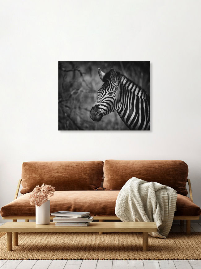 Portrait Zebra, South Africa – wall art by Dennis Wehrmann as Poster or Acrylic Glass Print