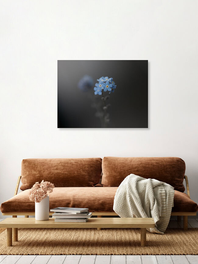 Myosotis, Deutschland – Fotokunst von Anna Brano als Poster oder Acrylglasbild
