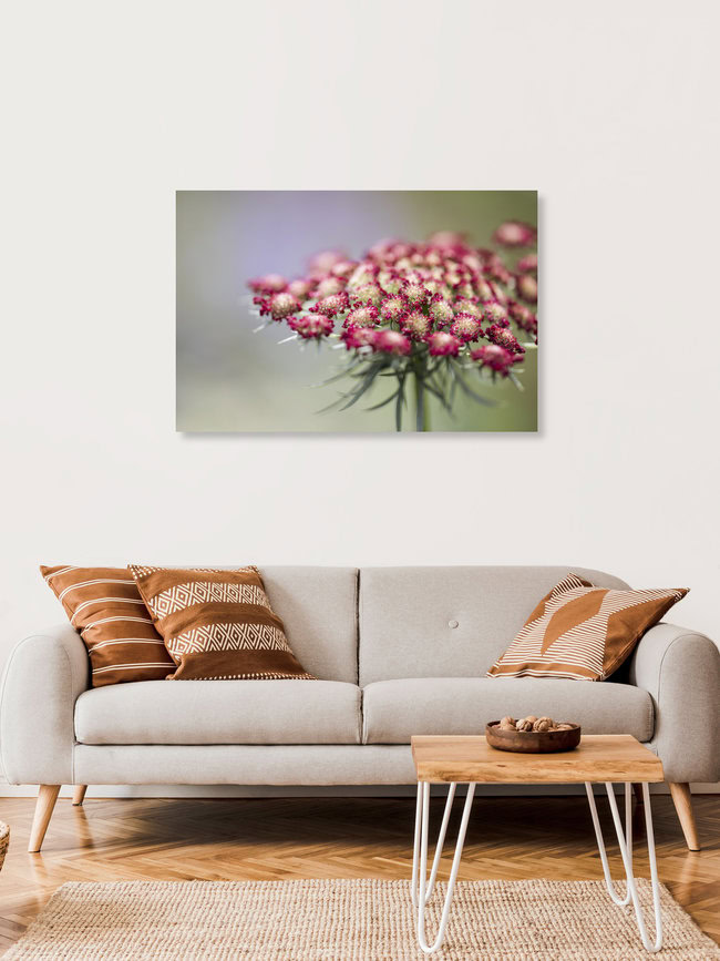 Wilde Möhre Dara, Deutschland – Fotokunst von Nadja Jacke als Poster oder Acrylglasbild