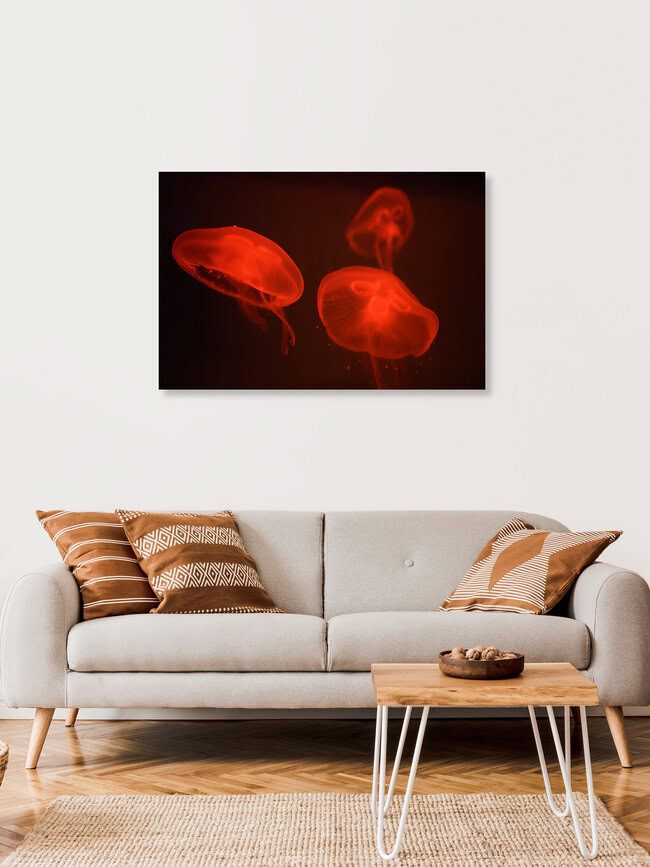 At the aquarium #4, Israel – wall art by Tal Paz-fridman as Poster or Acrylic Glass Print