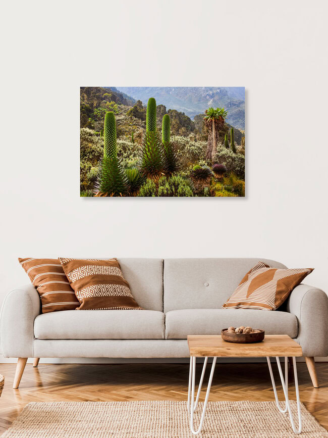 Giant Lobelia Rwenzori, Uganda – wall art by Boris Buschardt as Poster or Acrylic Glass Print