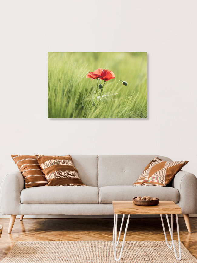 Two poppies in a cornfield, Switzerland – wall art by Thomas Staubli as Poster or Acrylic Glass Print
