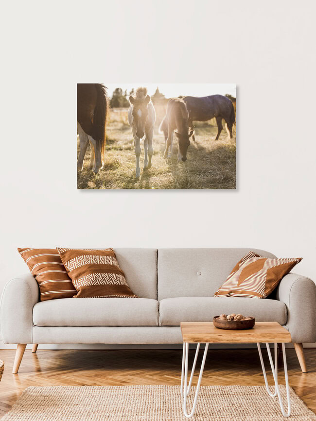 Pferde mit Fohlen im Sonnenuntergang, Deutschland – Fotokunst von Nadja Jacke als Poster oder Acrylglasbild