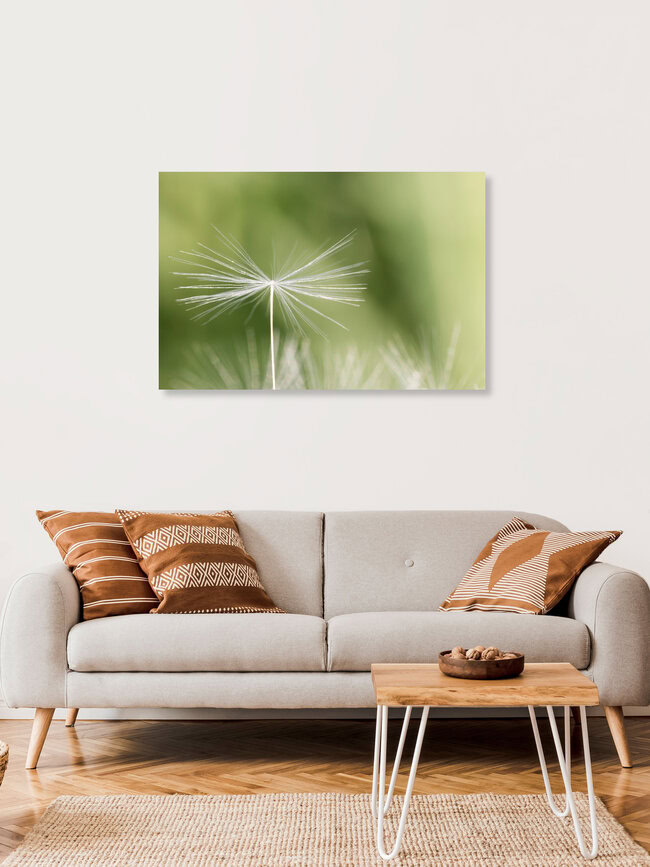 Dandelion, Germany – wall art by Manuela Deigert as Poster or Acrylic Glass Print