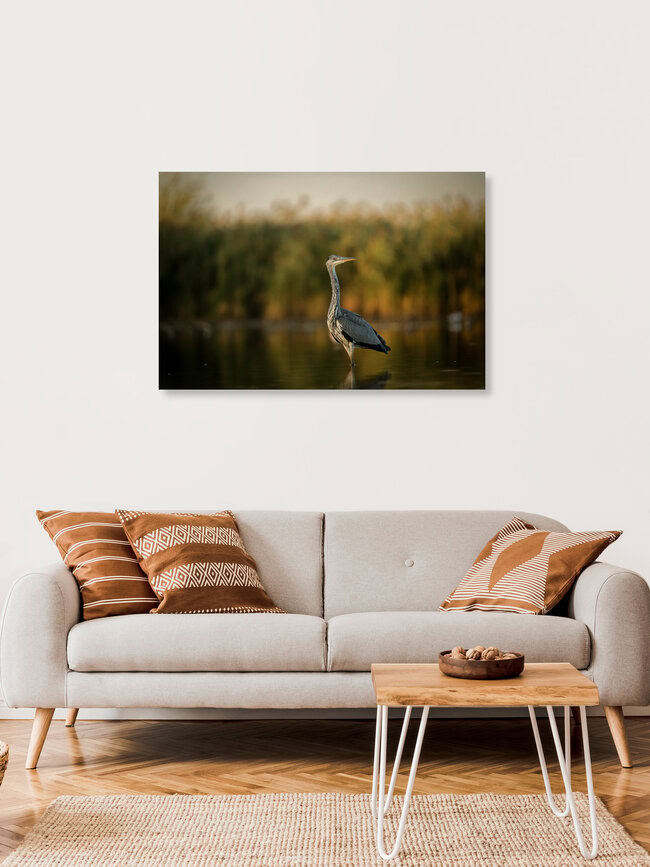 Graureiher am Seeufer, Deutschland – Fotokunst von Christian Noah als Poster oder Acrylglasbild