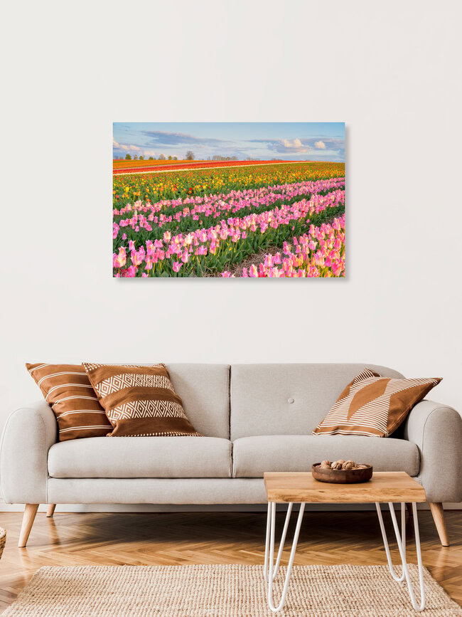 Buntes Tulpenfeld in der Abendsonne, Deutschland – Fotokunst von Michael Valjak als Poster oder Acrylglasbild