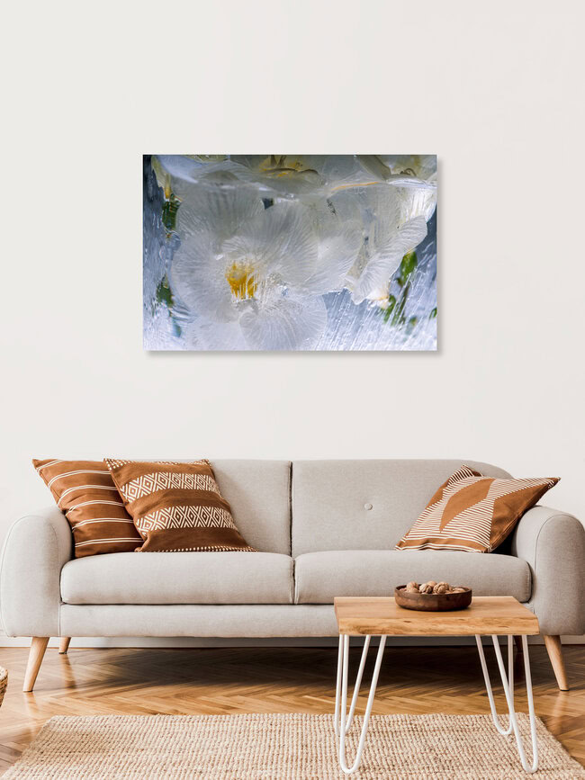 Weiße Freesien in kristallklarem Eis 1, Deutschland – Fotokunst von Marc Heiligenstein als Poster oder Acrylglasbild