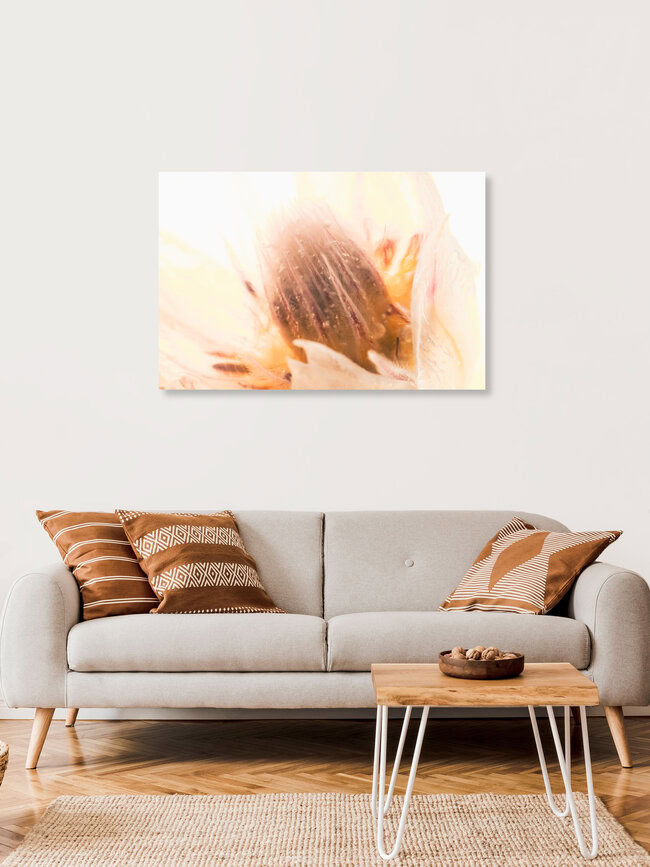 Protea in Eis 3, Deutschland – Fotokunst von Marc Heiligenstein als Poster oder Acrylglasbild