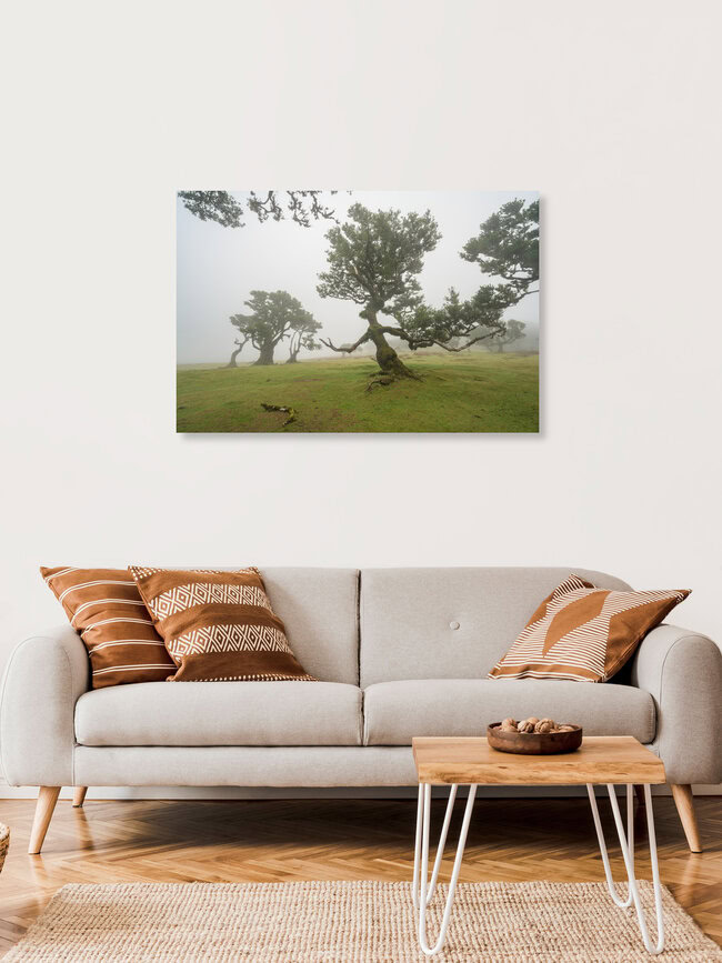 Hexenbaum von Fanal auf Madeira, Portugal – Fotokunst von Michael Valjak als Poster oder Acrylglasbild