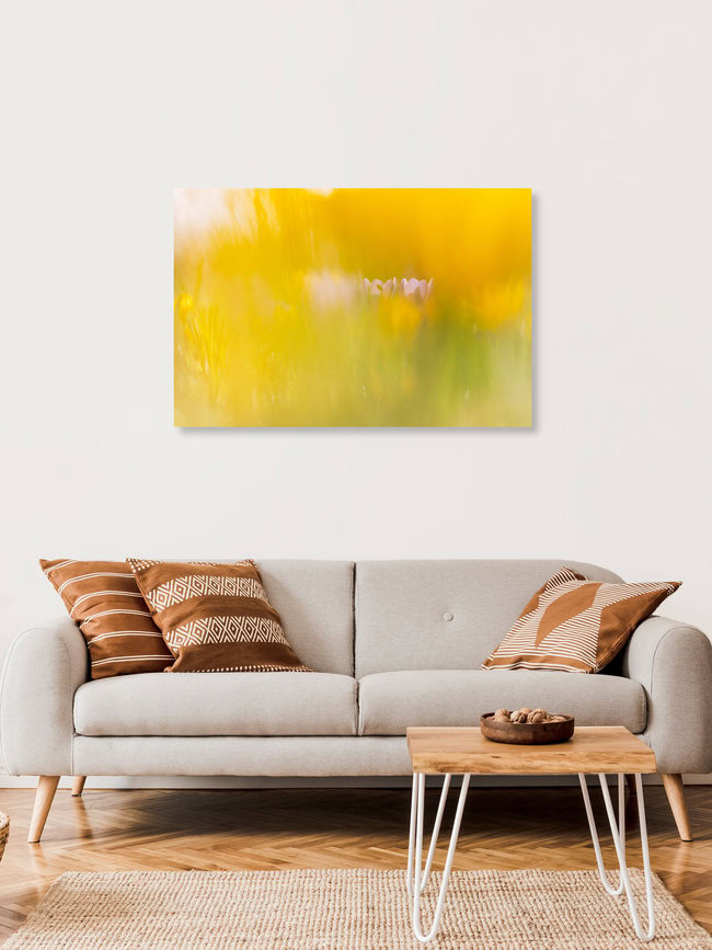 Crocus Meadow in a yellow Glow, Germany – wall art by Nadja Jacke as Poster or Acrylic Glass Print