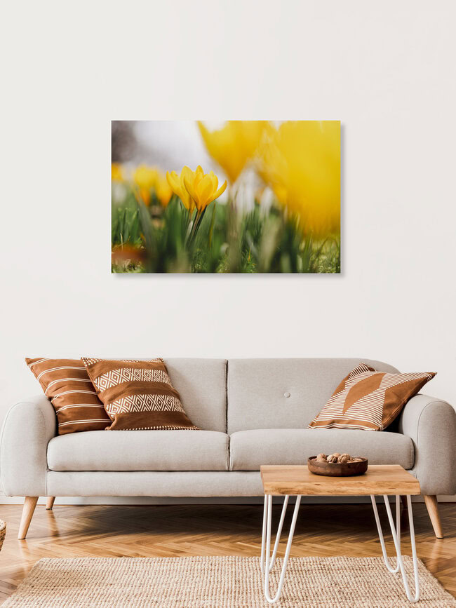 Krokusse in gelb, Deutschland – Fotokunst von Nadja Jacke als Poster oder Acrylglasbild