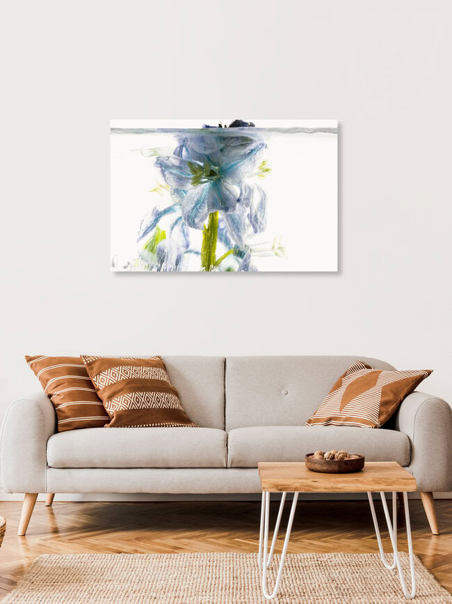 Blaustern durchbricht das Eis, Deutschland – Fotokunst von Marc Heiligenstein als Poster oder Acrylglasbild