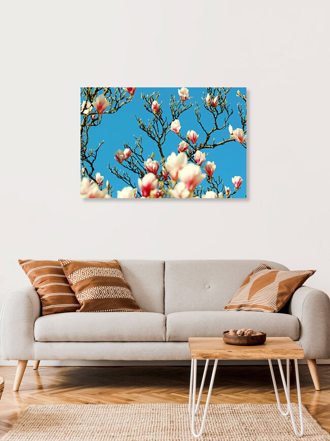 Magnolien, Deutschland – Fotokunst von Manuela Deigert als Poster oder Acrylglasbild