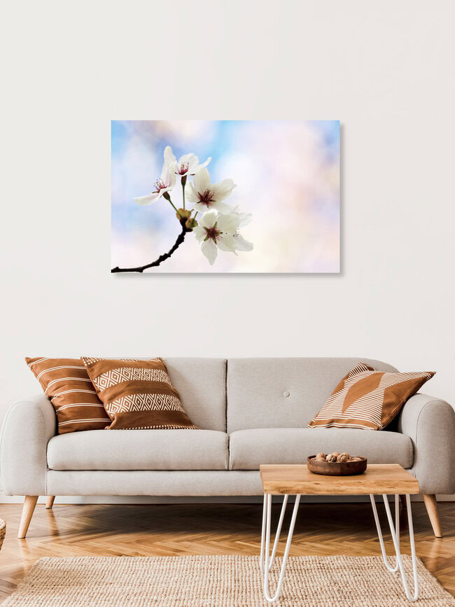 Kirschblüten im Frühlingslicht, Deutschland – Fotokunst von Manuela Deigert als Poster oder Acrylglasbild