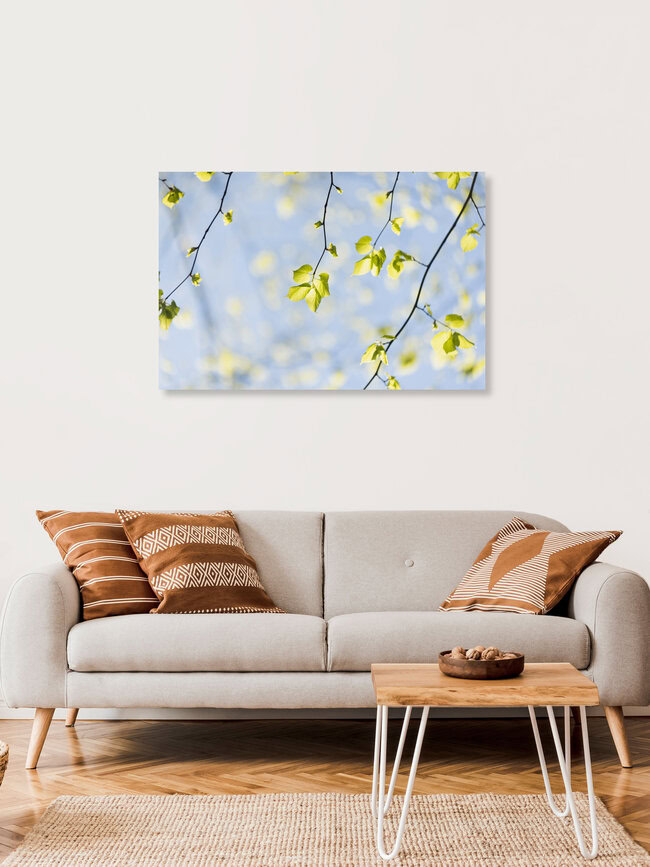 Young linden leaves in spring light, Germany – wall art by Nadja Jacke as Poster or Acrylic Glass Print
