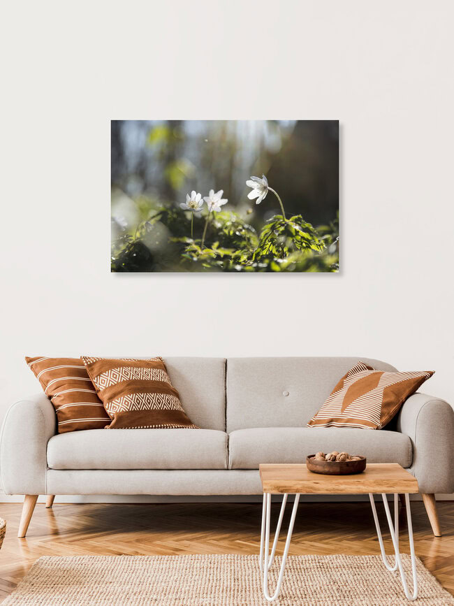 Buschwindröschen, Deutschland – Fotokunst von Nadja Jacke als Poster oder Acrylglasbild