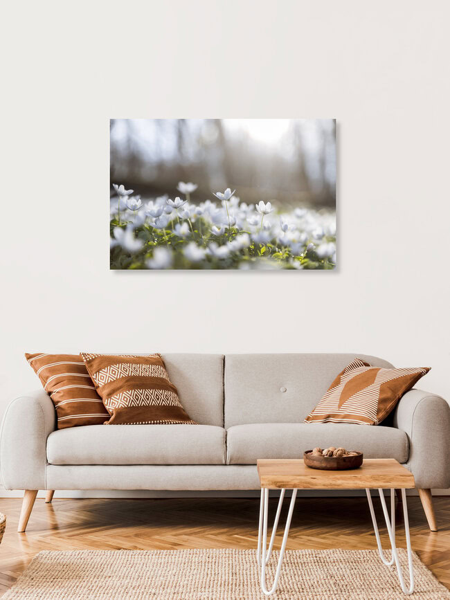 Buschwindröschen Wiese, Deutschland – Fotokunst von Nadja Jacke als Poster oder Acrylglasbild