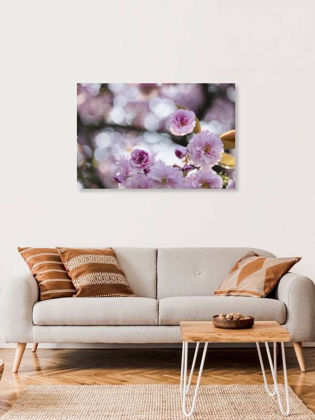 Cherry Blossoms, Germany – wall art by Nadja Jacke as Poster or Acrylic Glass Print