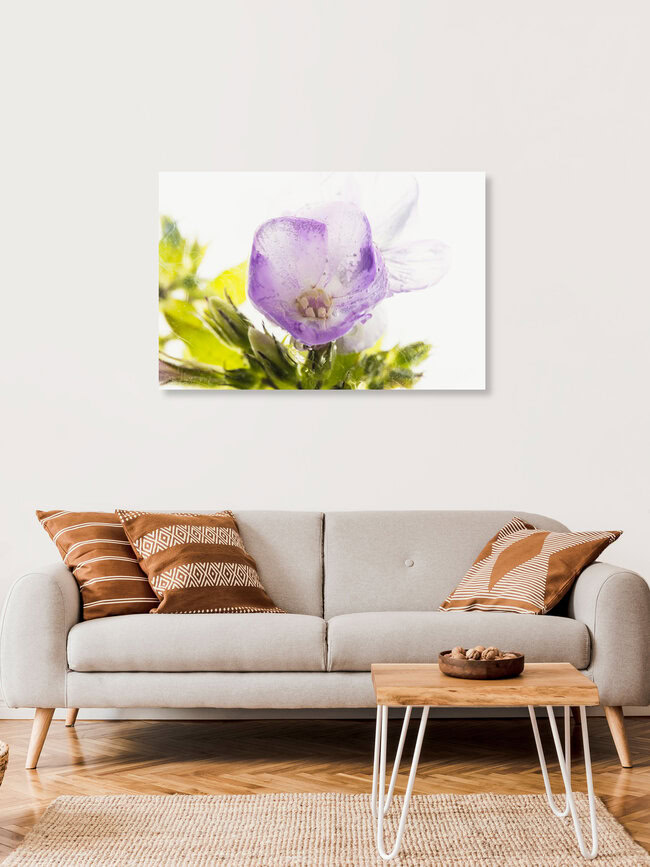 Blüte und Knospen der Flammenblume in Eis, Deutschland – Fotokunst von Marc Heiligenstein als Poster oder Acrylglasbild