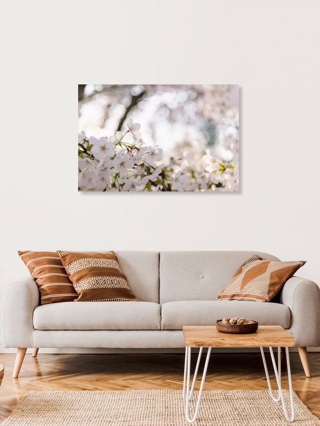 Cherry Blossoms in the Morning Backlight, Germany – wall art by Nadja Jacke as Poster or Acrylic Glass Print