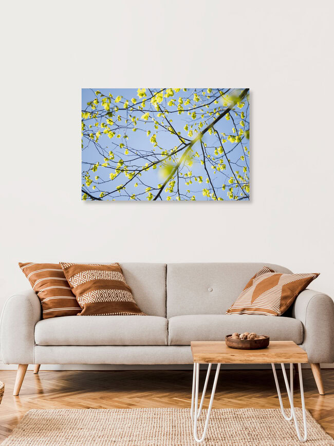 Young Linden Leaves in Spring Light, Germany – wall art by Nadja Jacke as Poster or Acrylic Glass Print
