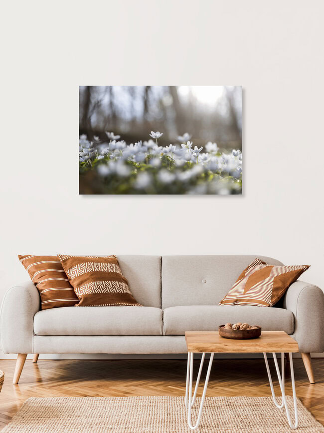 Frühlingswald mit Buschwindröschen im Gegenlicht, Deutschland – Fotokunst von Nadja Jacke als Poster oder Acrylglasbild