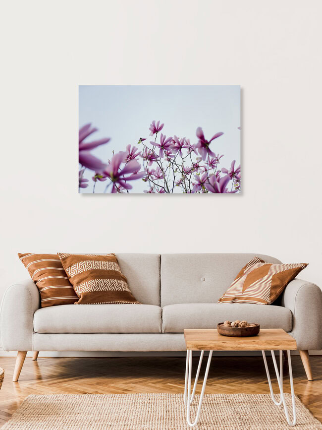 Spring Beneath the Magnolia Canopy, Germany – wall art by Nadja Jacke as Poster or Acrylic Glass Print