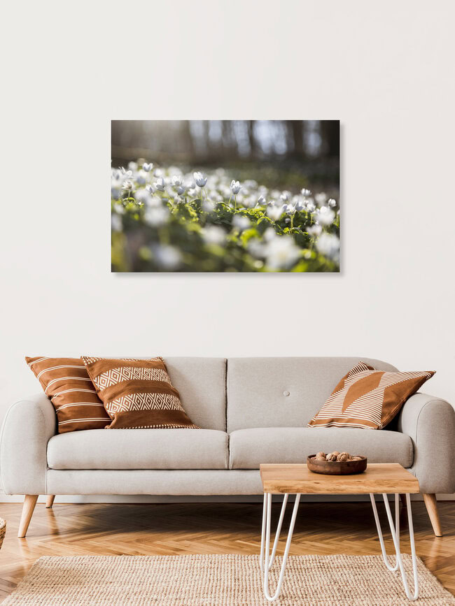 Frühlingswald mit Buschwindröschen im Gegenlicht, Deutschland – Fotokunst von Nadja Jacke als Poster oder Acrylglasbild
