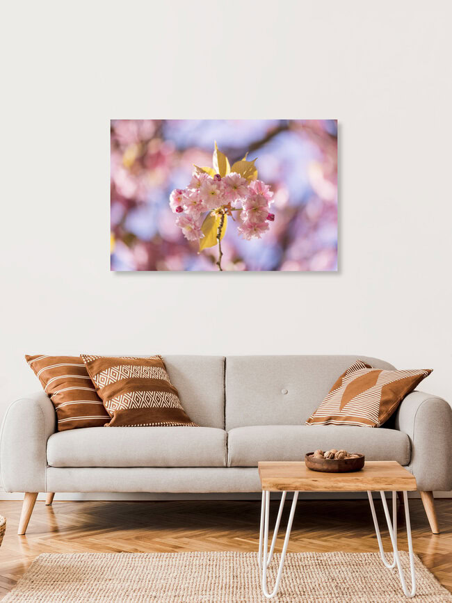 Blühende Zierkirsche mit frischen Blättern im Gegenlicht, Deutschland – Fotokunst von Nadja Jacke als Poster oder Acrylglasbild