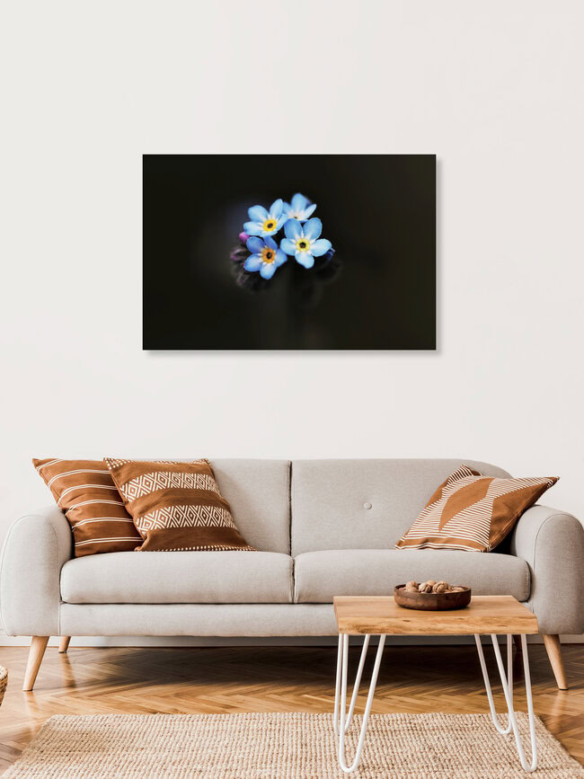 Forget-me-not, Germany – wall art by Manuela Deigert as Poster or Acrylic Glass Print