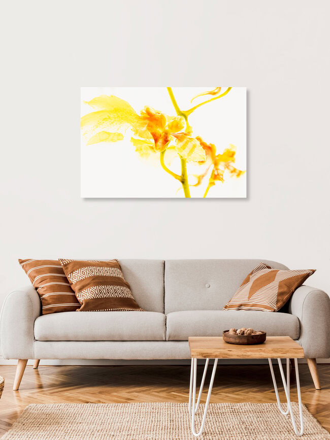 Oncidium in Eis 2, Deutschland – Fotokunst von Marc Heiligenstein als Poster oder Acrylglasbild