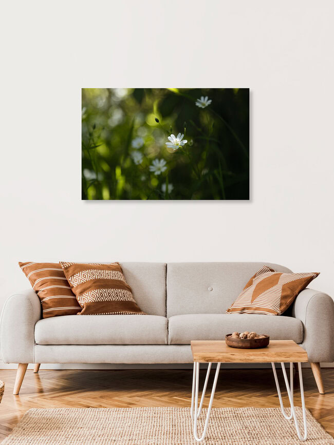 Chickweed in Backlight, Germany – wall art by Nadja Jacke as Poster or Acrylic Glass Print