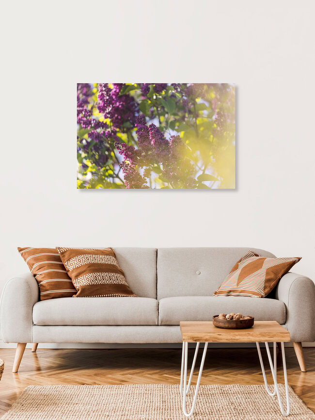 Lilac Blossoms in Sunlight, Germany – wall art by Nadja Jacke as Poster or Acrylic Glass Print