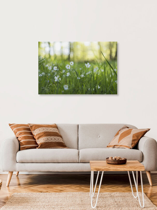 Chickweed on the Forest Floor, Germany – wall art by Nadja Jacke as Poster or Acrylic Glass Print