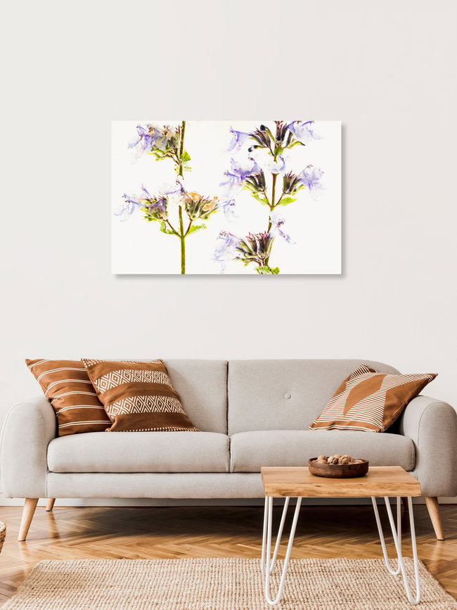 2 shoots of catnip in ice, Germany – wall art by Marc Heiligenstein as Poster or Acrylic Glass Print