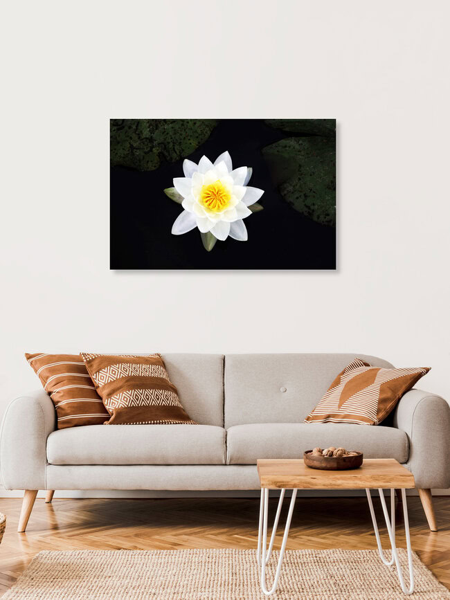 Manuela Deigert, White water lily - Germany, Europe