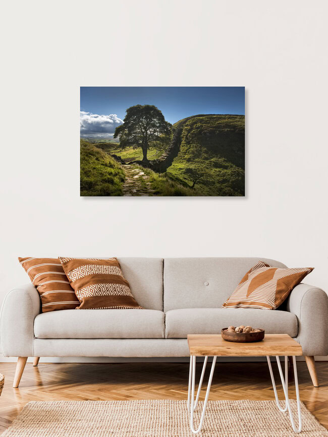 Sycamore Gap, Hadrian's Wall, United Kingdom – wall art by Steve Clements as Poster or Acrylic Glass Print