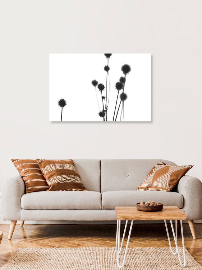 Echinops, Germany – wall art by Sandra Fritz as Poster or Acrylic Glass Print