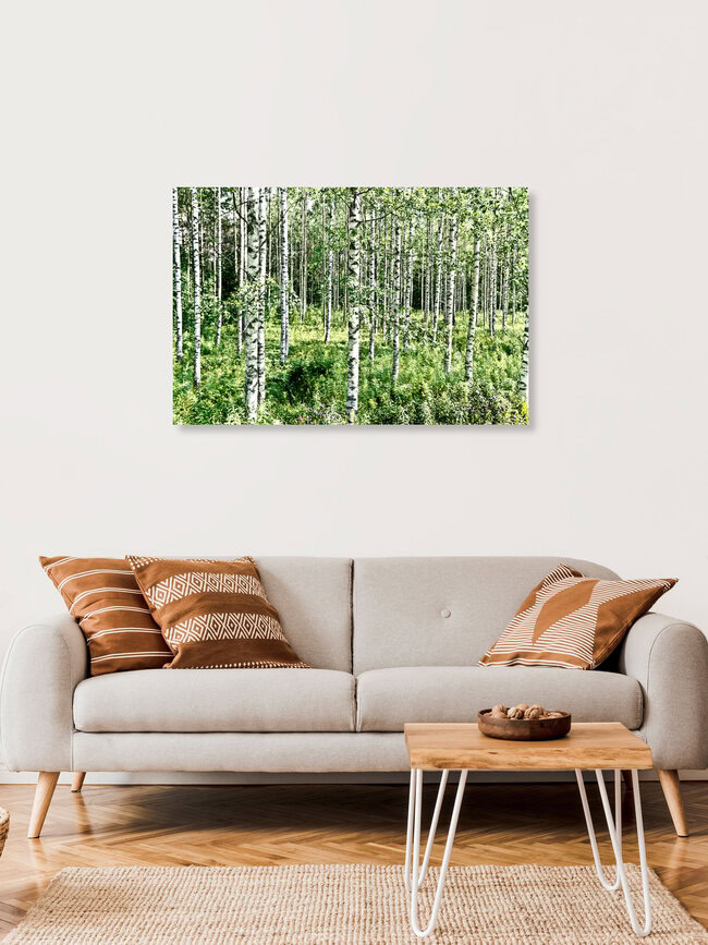 Birken, Finnland – Fotokunst von Tim Bendixen als Poster oder Acrylglasbild