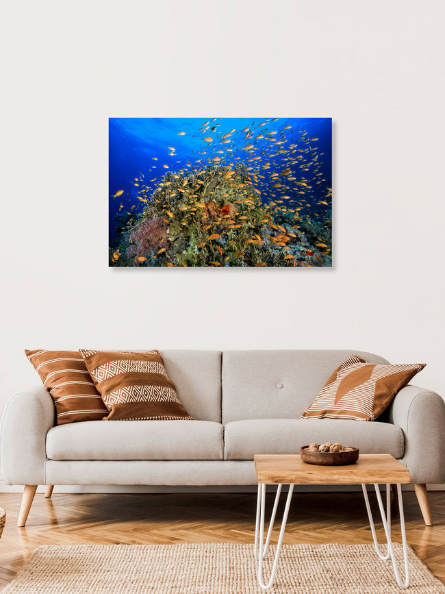 Red Sea reef, Egypt – wall art by Christian Schlamann as Poster or Acrylic Glass Print