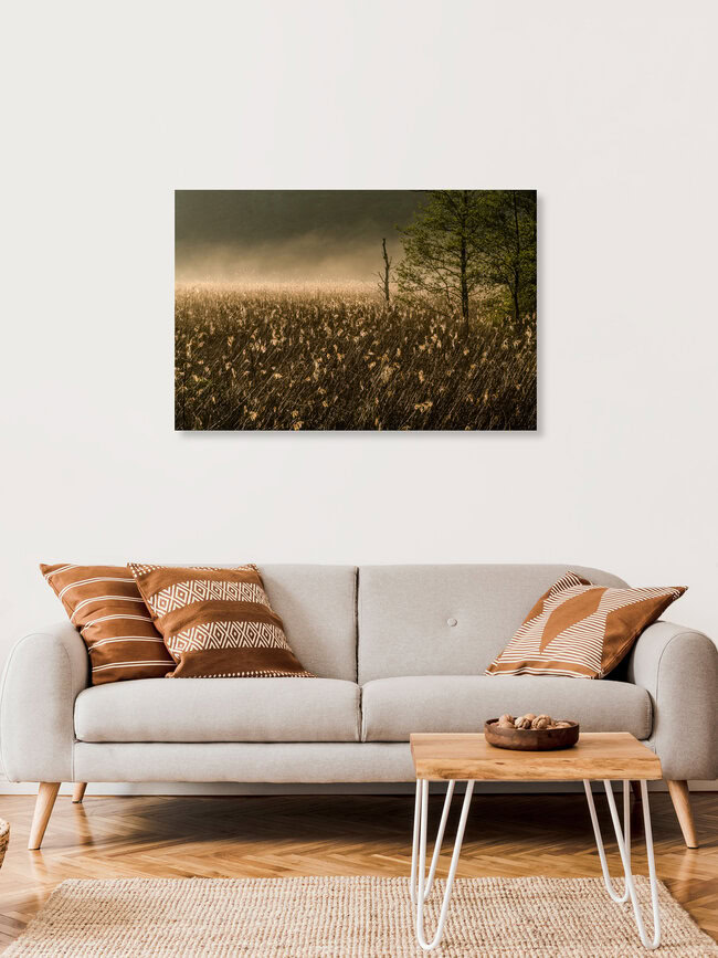 Schilf im Nebel, Deutschland – Fotokunst von Ralf Germer als Poster oder Acrylglasbild