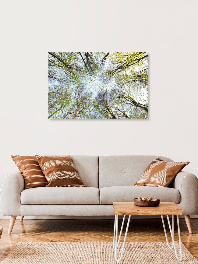 Erwachen der Buchen, Deutschland – Fotokunst von Florian Nessler als Poster oder Acrylglasbild