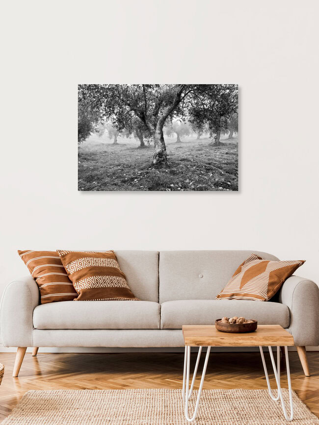 Olivenbäume in Trás-os-Montes, Portugal, Portugal – Fotokunst von Anna Kress als Poster oder Acrylglasbild