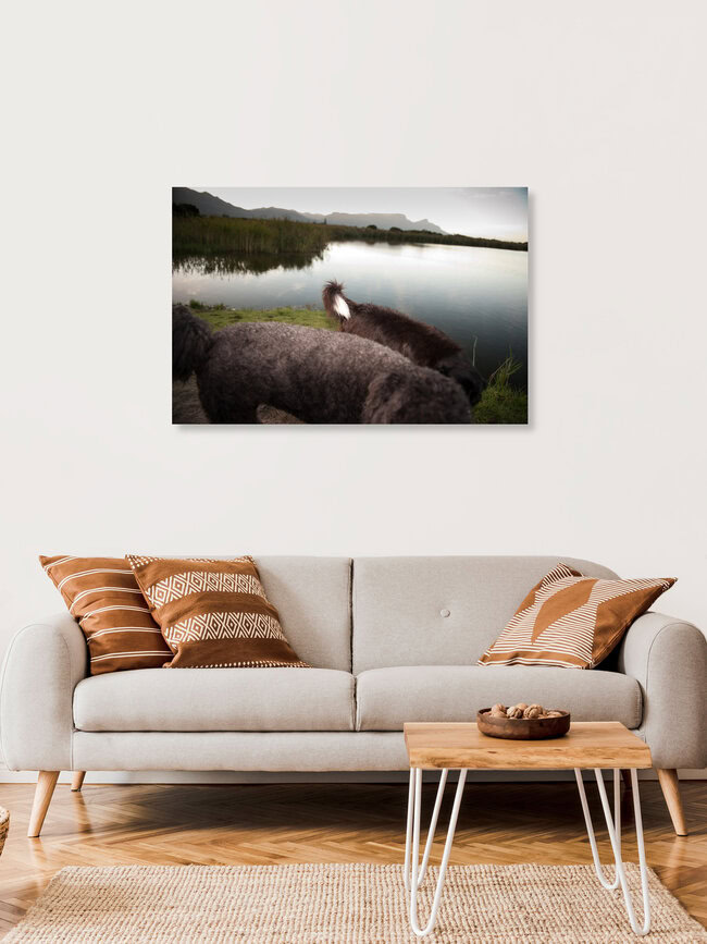 Friends, South Africa – wall art by Jac Kritzinger as Poster or Acrylic Glass Print