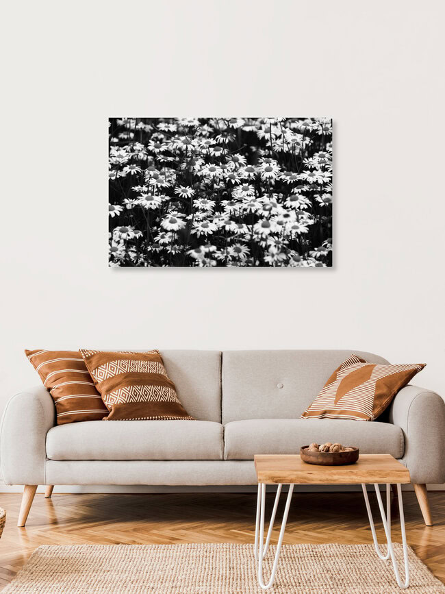 Gänseblümchen, Deutschland – Fotokunst von Rolf Bökemeier als Poster oder Acrylglasbild