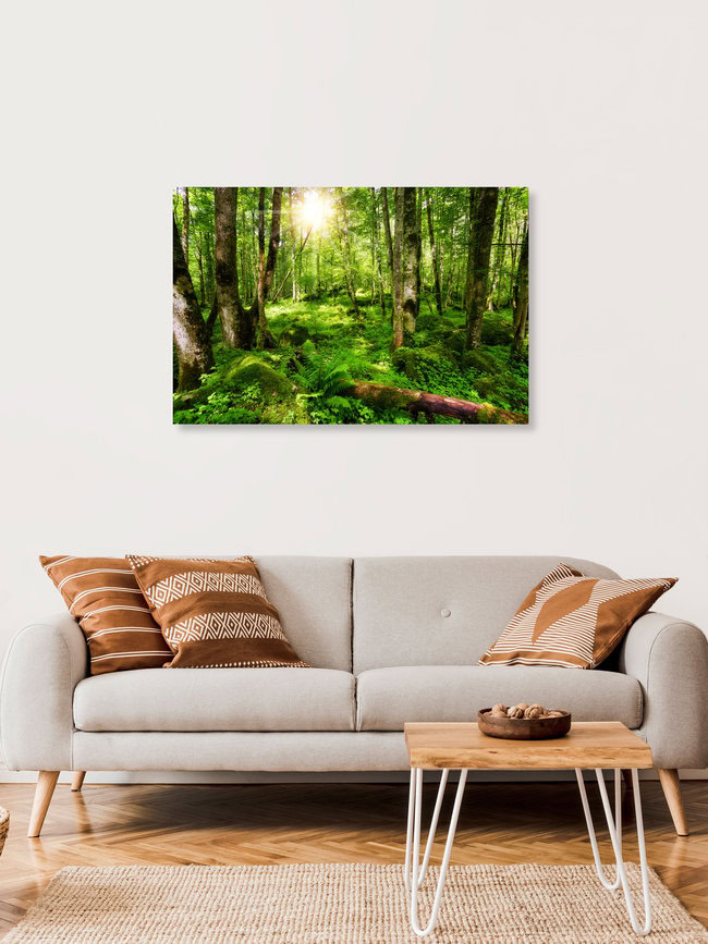 Deutscher Urwald, Deutschland – Fotokunst von Thomas Herzog als Poster oder Acrylglasbild
