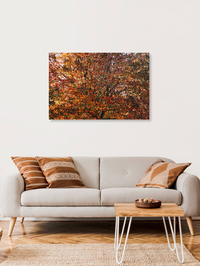 Ahronbaum im Herbstkleid, Deutschland – Fotokunst von Nadja Jacke als Poster oder Acrylglasbild