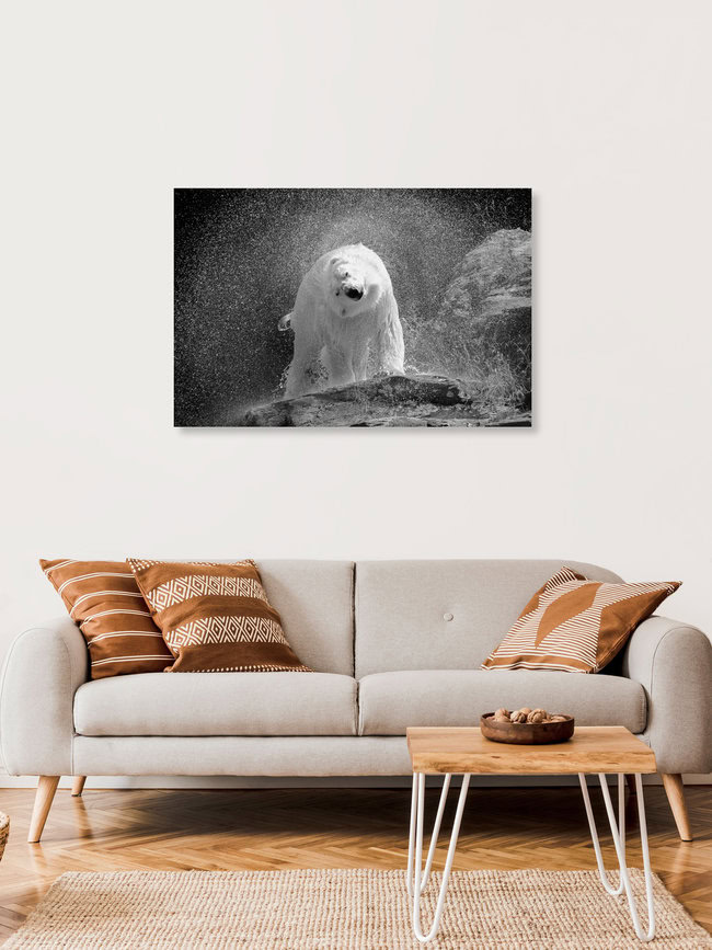 polar bear, Kanada – Fotokunst von Nicolas De Vaulx als Poster oder Acrylglasbild
